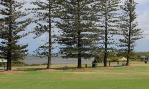 Shade under the Norfolk pines and Moreton Bay figs