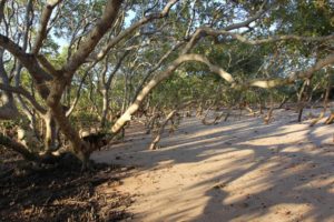 Mangroves of Moreton Bay