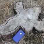 Stump of felled sheoak tree