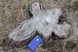 Stump of felled sheoak tree