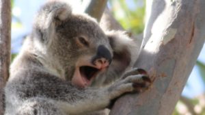 Care for koalas by by saving their trees