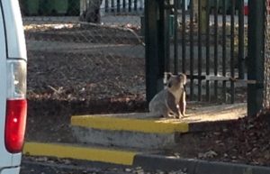 Koala sighted in the Toondah Harbour PDA 