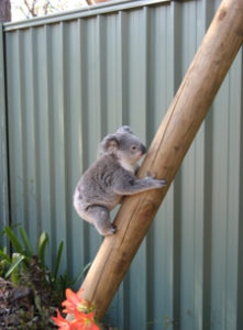 Safety pole for koala 