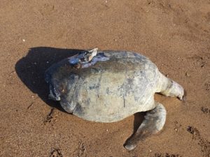 Turtle killed by boat strike