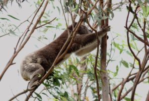 Koala climbing 11 November 231