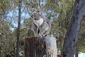 Koala stumped by development