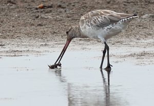 Migratory shorebird feeding on proposed marina site near Toondah Harbour