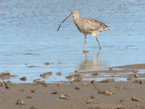Eastern curlew feeding on site of proposed 400 berth marina