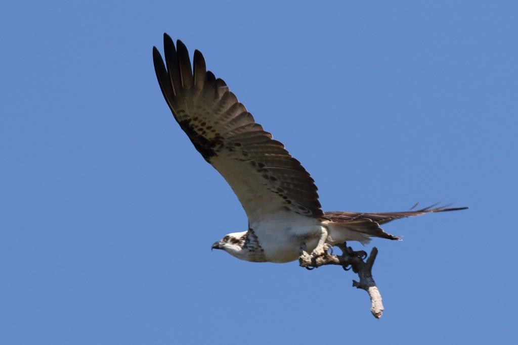 114 Osprey with twig near nest Wellington Point 23 April 2015 comp
