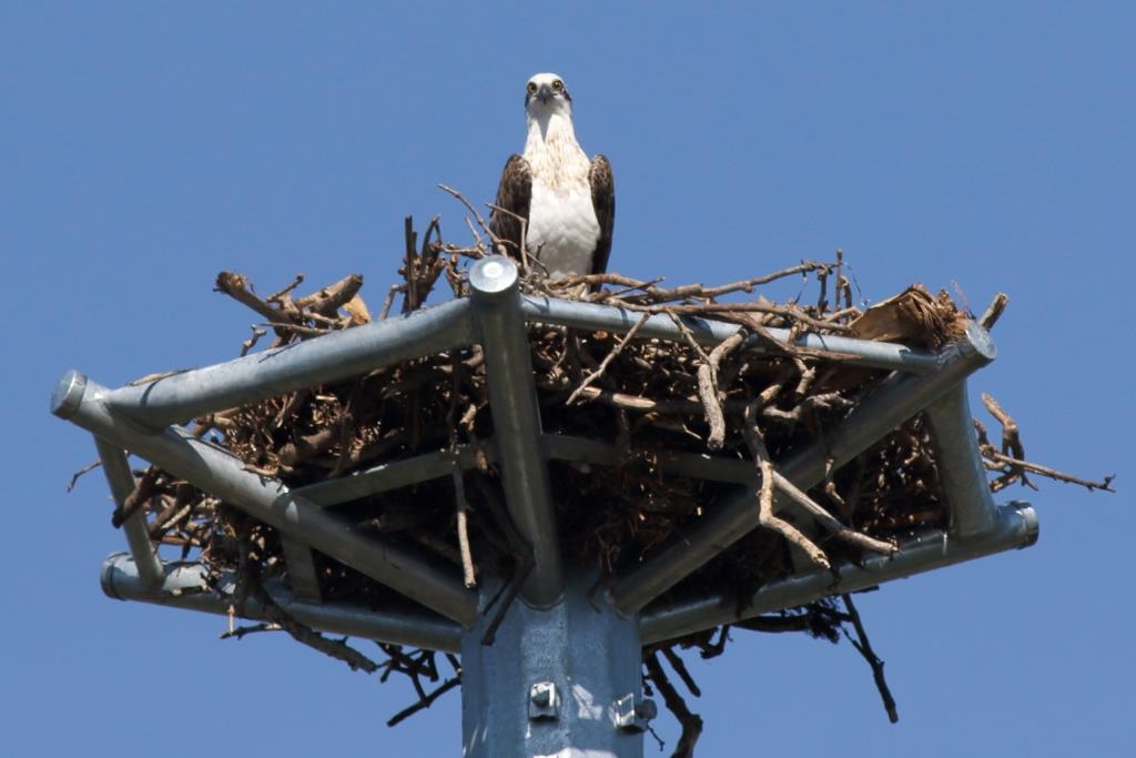 123 Osprey on nest Wellington Point 23 April 2015 comp