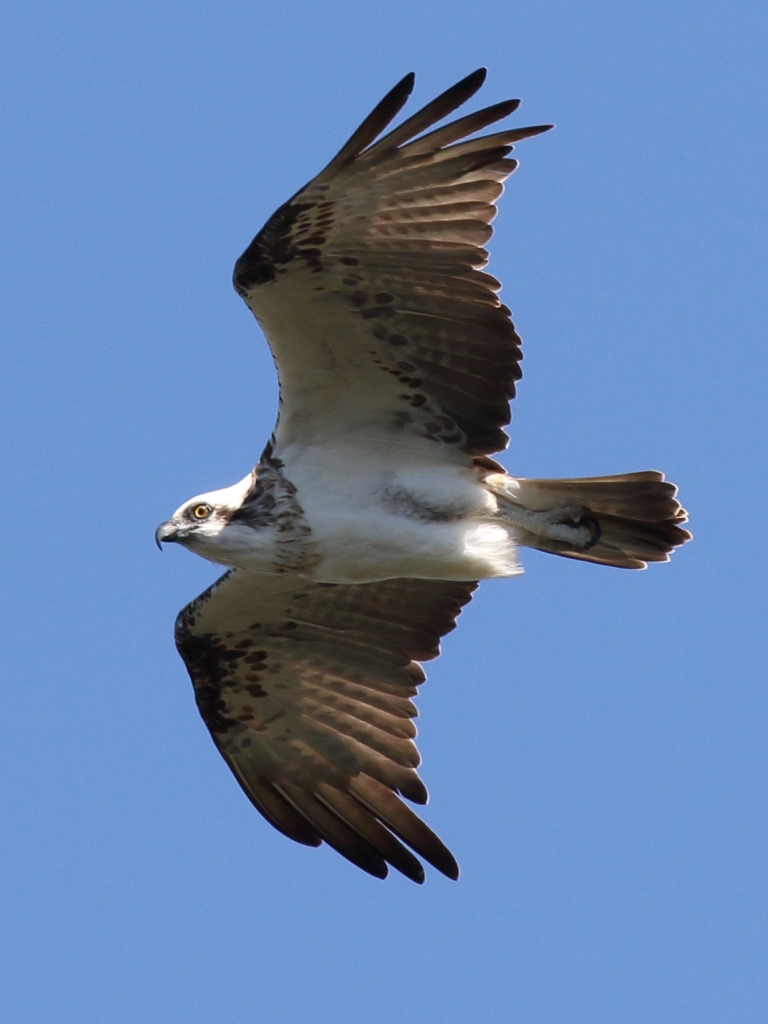 Osprey in flight near nest