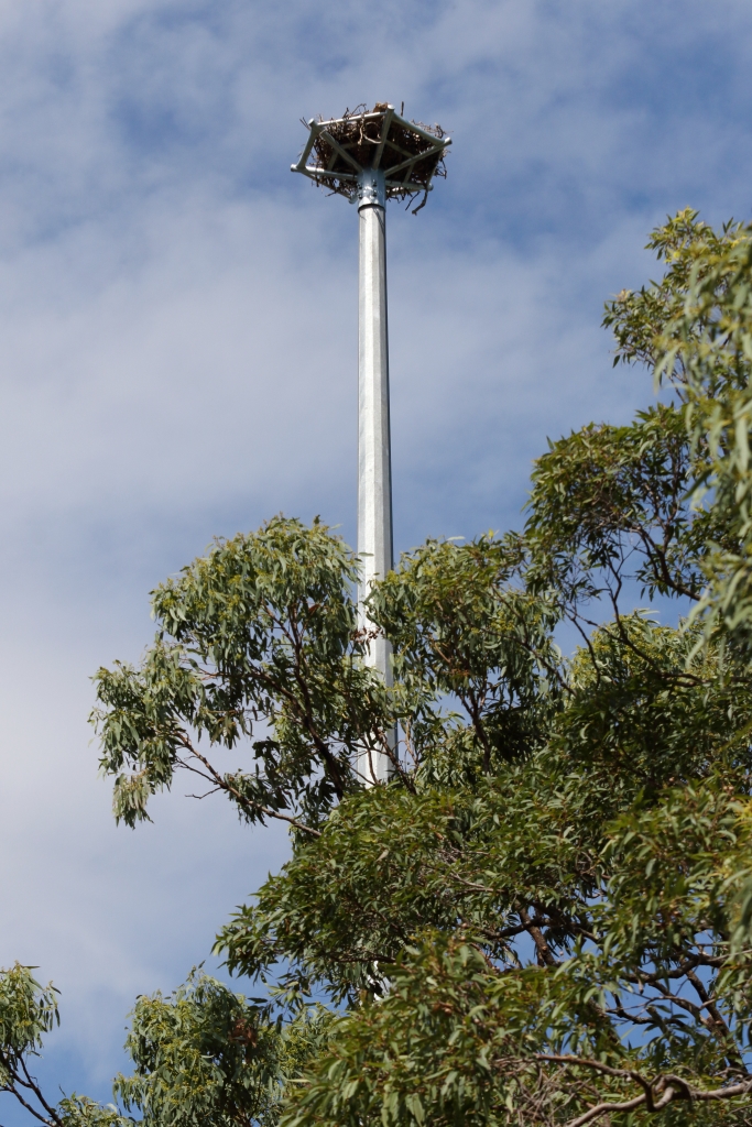 The osprey tower and nesting platform erected by Redland City Council