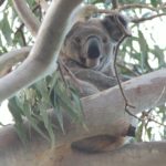 Ormiston koala photographed in Tolson Terrace