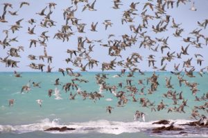 Every year millions of birds migrate between Australia and the northern Hemisphere. Mdk572/Wikimedia
