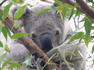 Redland City koala