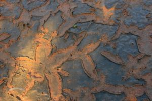 Patterns in the mud