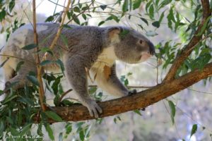 The vulnerable koala is just one of Australia's animals threatened by habitat loss 