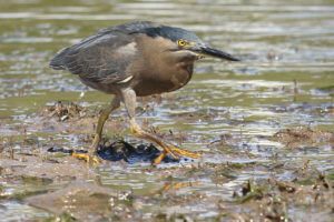 Mudflats are home to birds like this striated heron