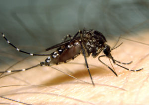 Saltmarsh Mosquito (Aedes vigilax)