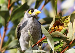 Masked mobster: noisy miners are increasing in number and spreading at the expense of smaller birds