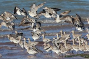 Bar-tailed godwits leaving the roost at Oyster Point near Toondah Harbour