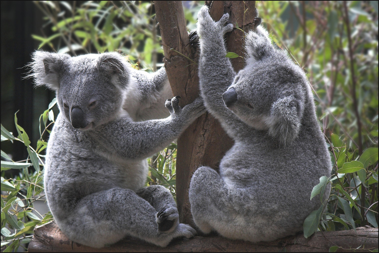  Koalas have declined 50% in Queensland over the past 15-20 years. Mike Locke/Flickr, CC BY-ND 