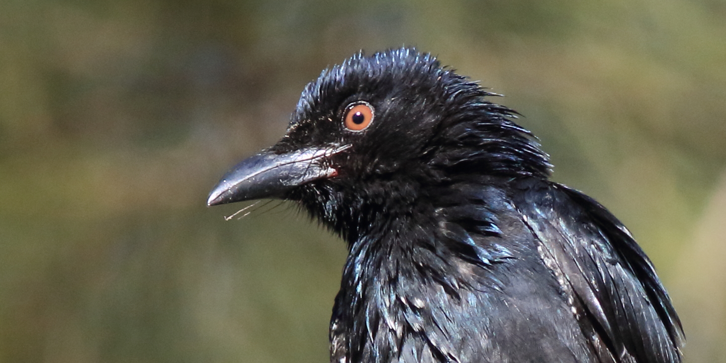 The Spangled Drongo is a frequent mimic
