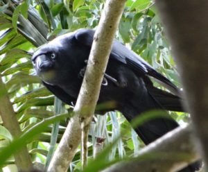 The Torresian Crow is a remarkable problem solver. Copyright Gisela Kaplan