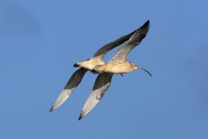 177 Eastern Curlew at Oyster Point 29 January 2015 Oyster Point edited 12 April 2016 comp