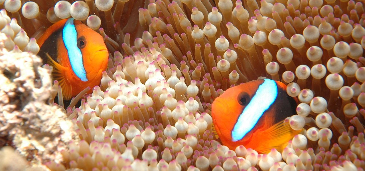 Clownfish on the Great Barrier Reef (Photo byLeonard Low)