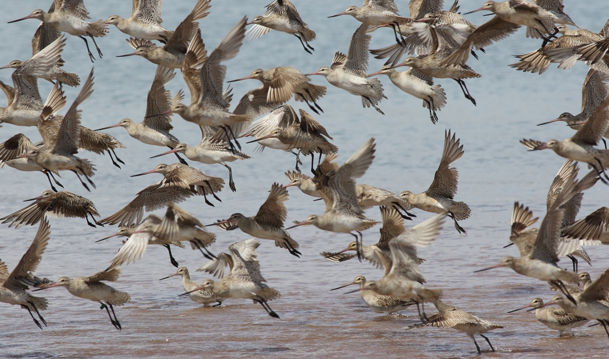 Bar-tailed godwits at Oyster Point in Cleveland are a spectacular attraction for birdwatchers - see them also on video