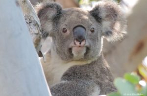 Koalas in Redlands face a grim future if the draft city plan is adopted