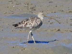 Critically endangered eastern curlew on the Toondah Harbour tidal flats