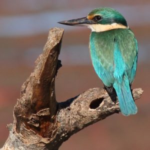 Sacred Kingfisher at Oyster Point Cleveland