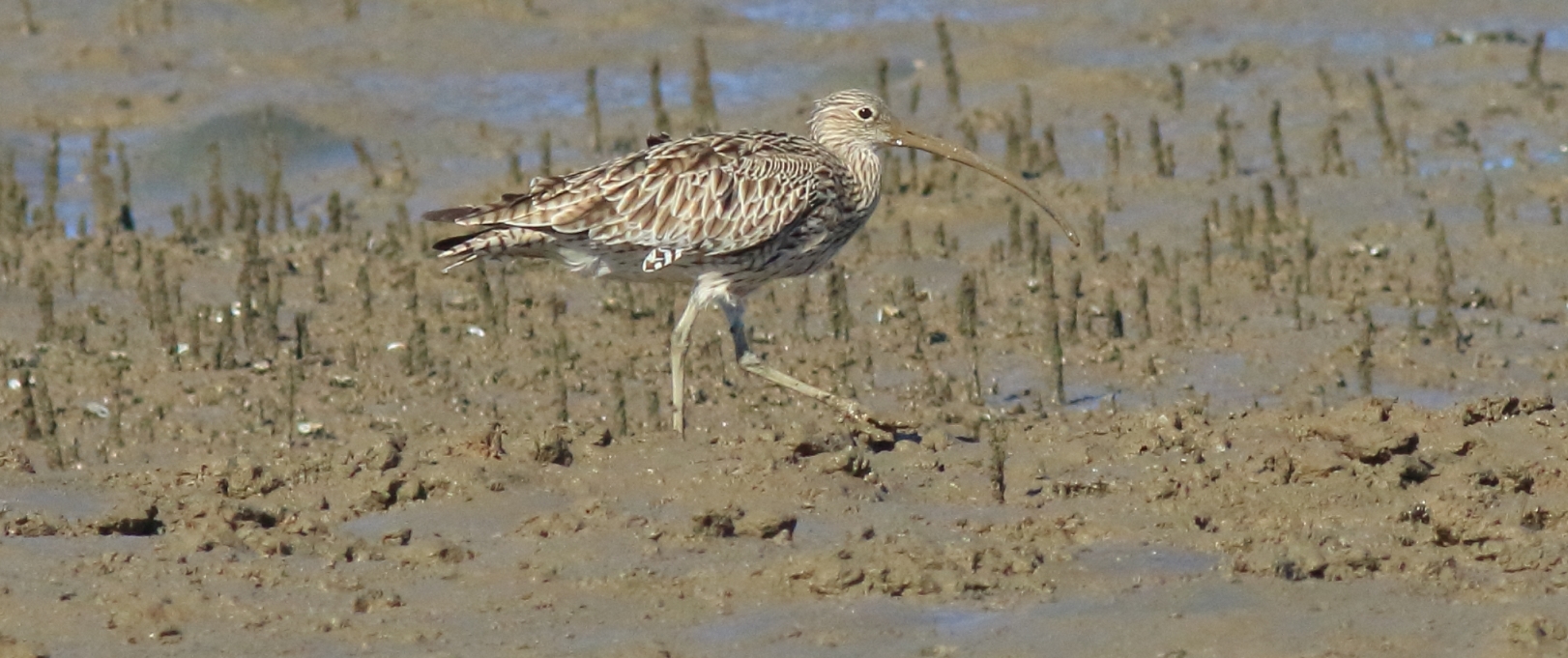 Shorebirds like the Eastern Curlew are at risk if the Toondah Project proceeds
