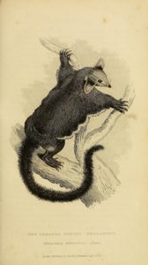 Drawing of a greater glider made in 1827