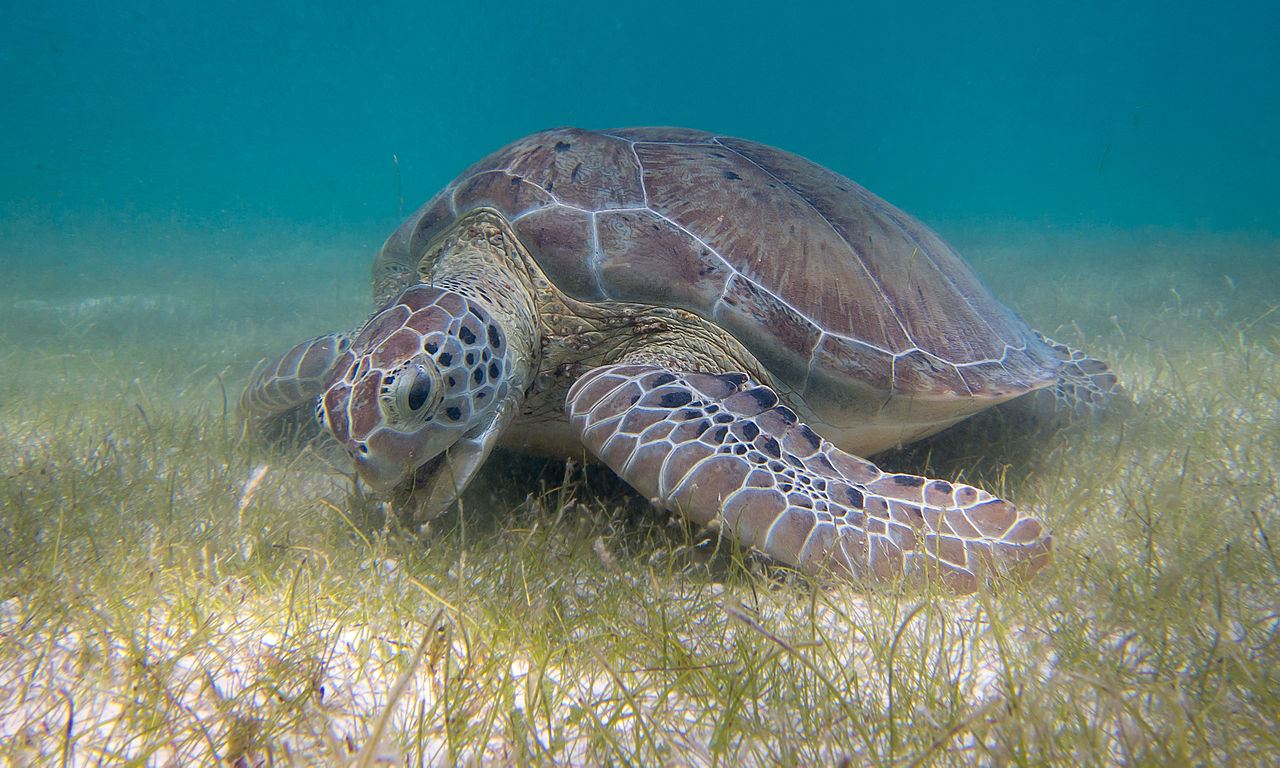 Green turtles frequent the seagrass in the proposed Toondah Harbour development area