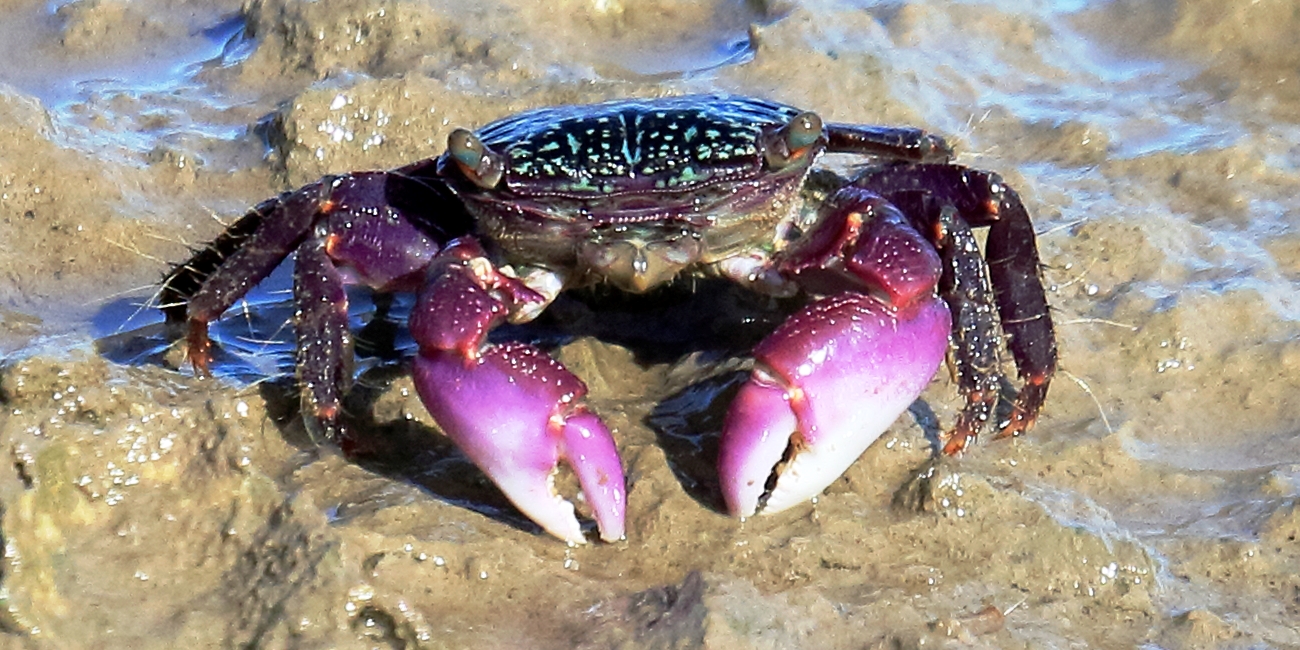 Broad-fronted mangrove crab in Moreton Bay Marine Park