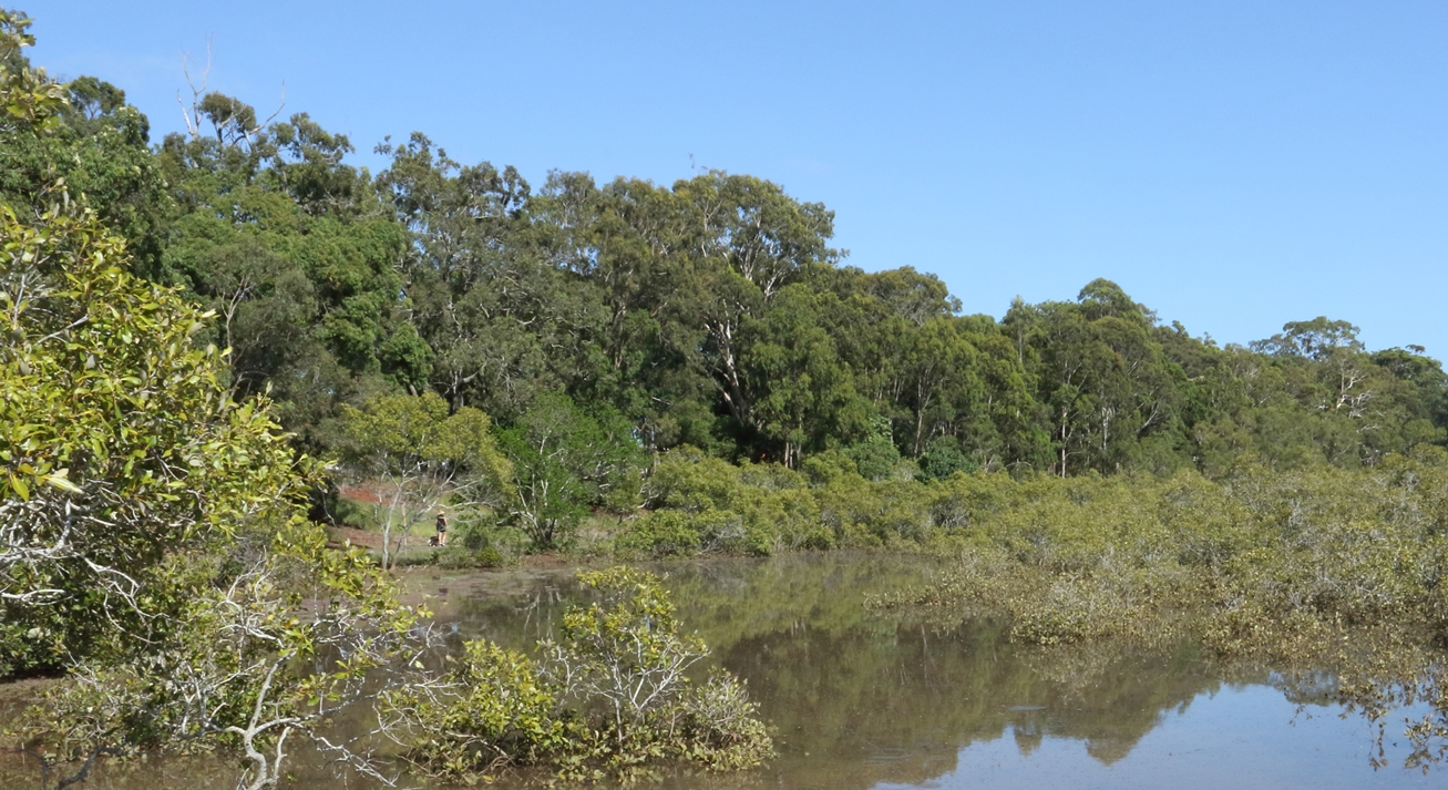 The foreshore south of Toondah Harbour is home for many migratory shorebirds