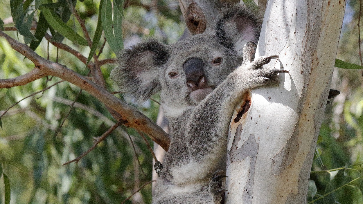 Brisbane Marketing does not mention the local koalas in its submission about the proposed Toondah Harbour development