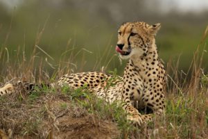 Cheetah in Africa - Photo: <a href="https://commons.wikimedia.org/wiki/File:Cheetah_(Acinonyx_jubatus)_female_2.jpg" target="_blank">Sharp Photography</a>
