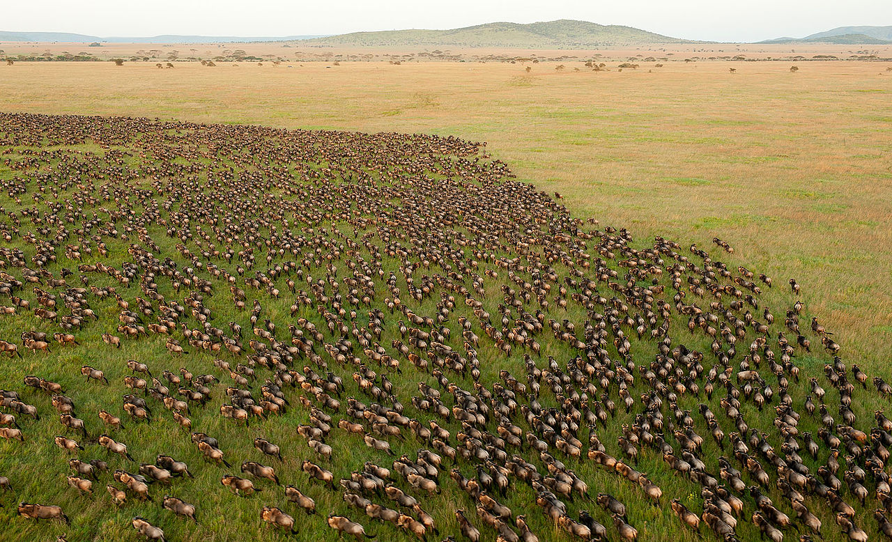 Wildebeest migration in Africa