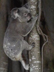 Koala in the banyan tree next to the Grand View Hotel Photo: Chris Walker