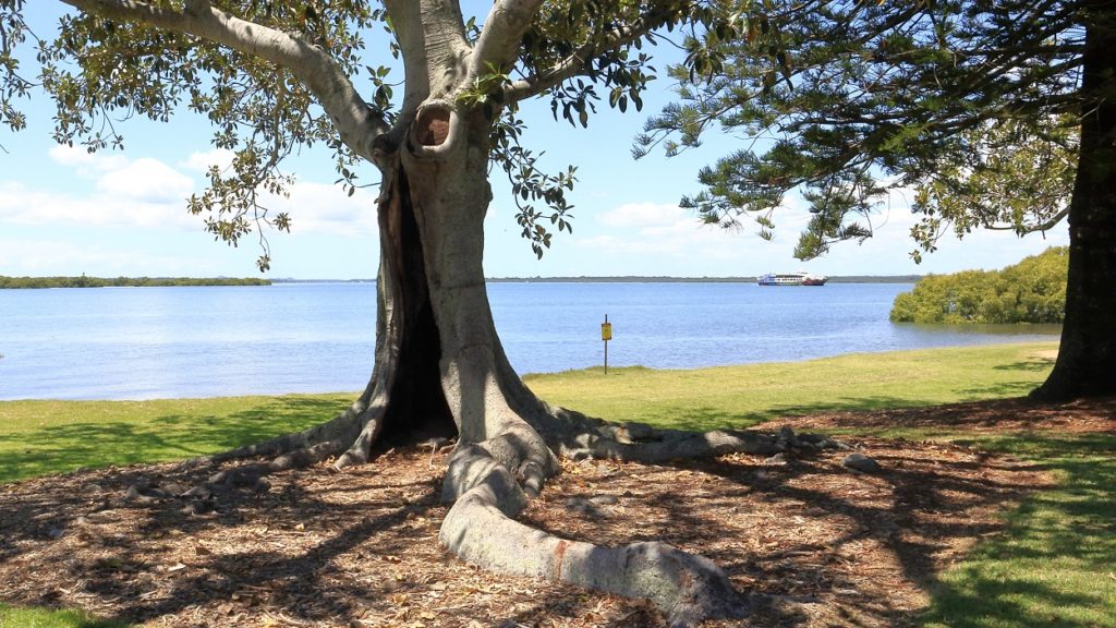 Plans for residential development at Toondah Harbour would impact on wetlands and the local koalas