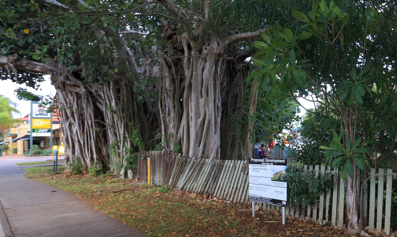 Banyan tree next to the Grand View Hotel