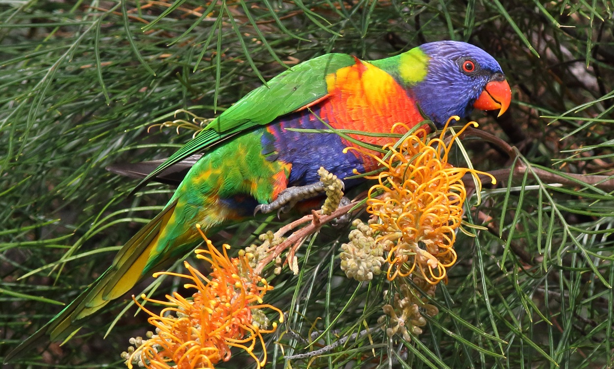 Rainbow lorikeets are likely to feature prominently in the 2017 Bird Count