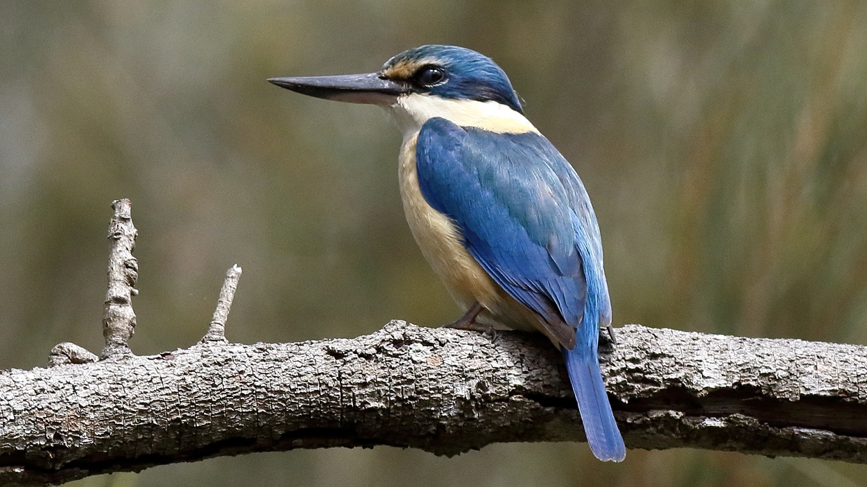 Sacred Kingfisher - one of four kingfisher birds found in the Redlands Photo: Chris Walker