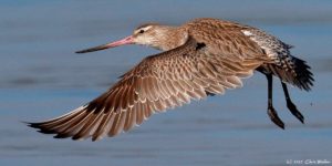 A Bar tailed godwit, one of the threatened migratory birds which inhabits the Toondah wetlands. Photo Chris Walker