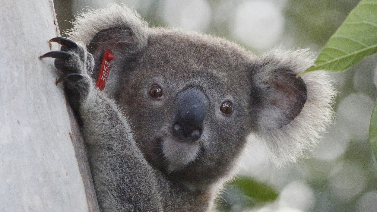 The State Government's SEQ Koala Conservation Strategy will not provide habitat protection for koalas such as Mabel who lives in Cleveland.