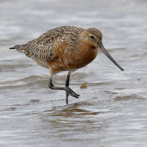 Draft EIS says shorebirds would be impacted